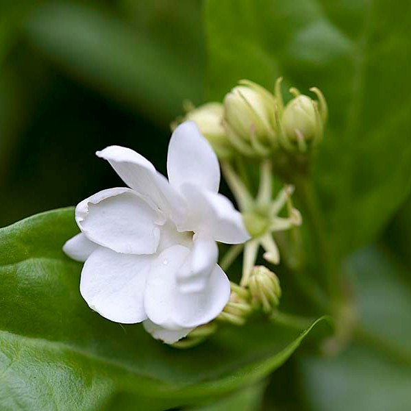 a.jasmine01