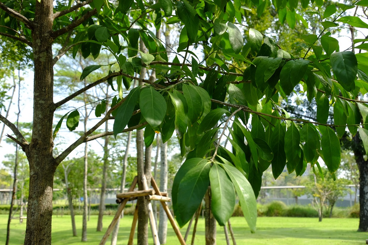 ขันทองพยาบาท สมุนไพรไทย