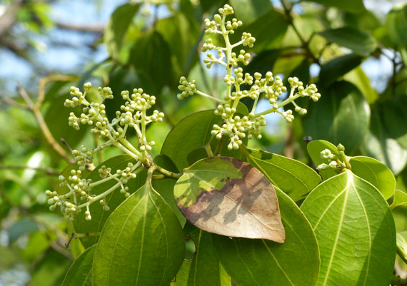 อบเชยไทย สมุนไพรไทย สมุนไพรใกล้สูญพันธุ์