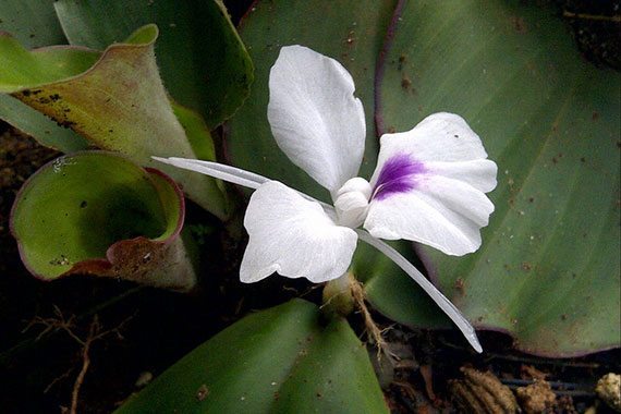 เปราะหอม สมุนไพรใกล้สูญพันธุ์