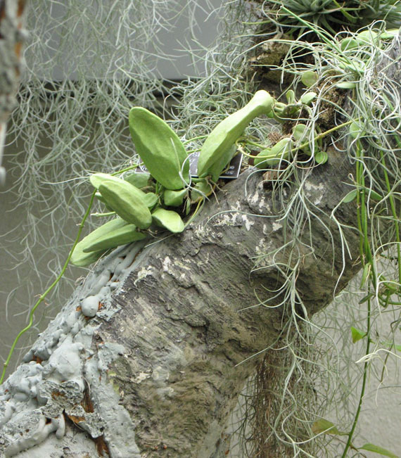 จุกโรหินี สมุนไพรไทย