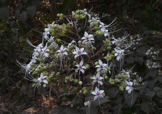 นางแย้มป่า สมุนไพรไทย