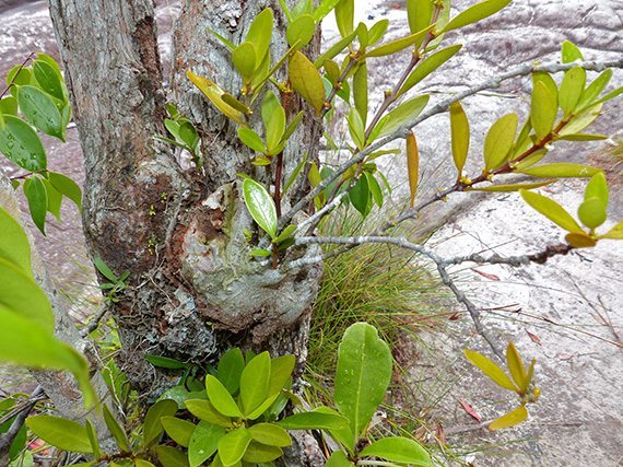 หัวร้อยรู สมุนไพรไทย สมุนไพรที่ต้องควบคุม