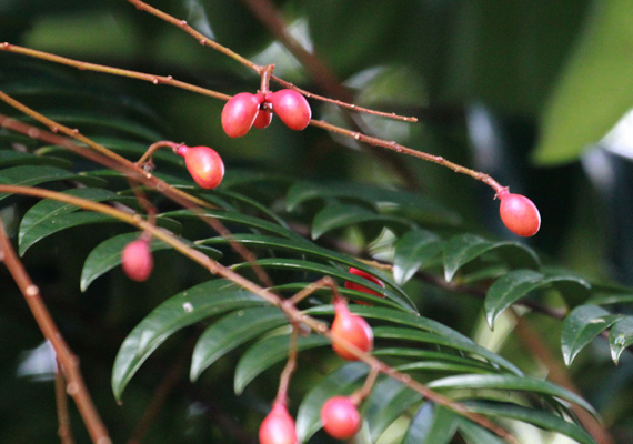 ปลาไหลเผือก สมุนไพรไทย