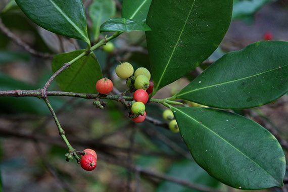 เฉียงพร้านางแอ สมุนไพรใกล้สูญพันธุ์