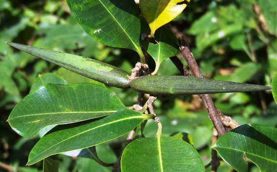 เถาเอ็นอ่อน สมุนไพรใกล้สูญพันธุ์