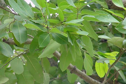 ตับเต่า สมุนไพรไทย