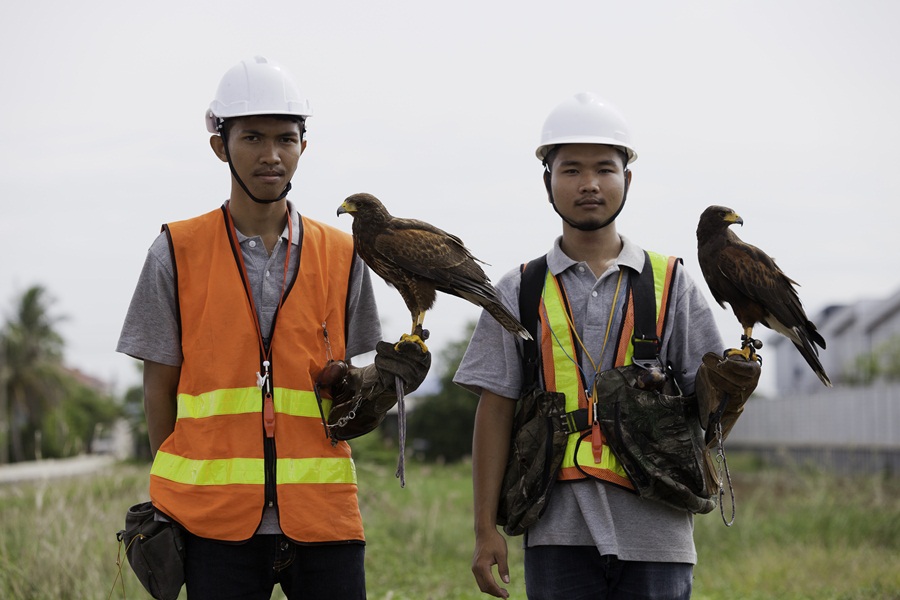 Thai Hawk Master  เหยี่ยว