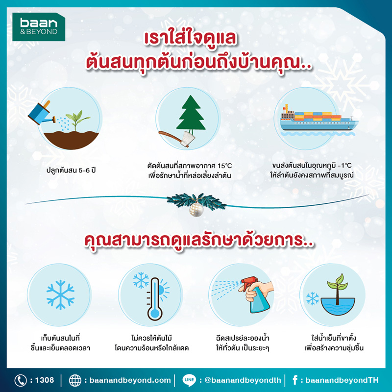 ต้นคริสต์มาส Baan and Beyond ต้นคริสต์มาสสด