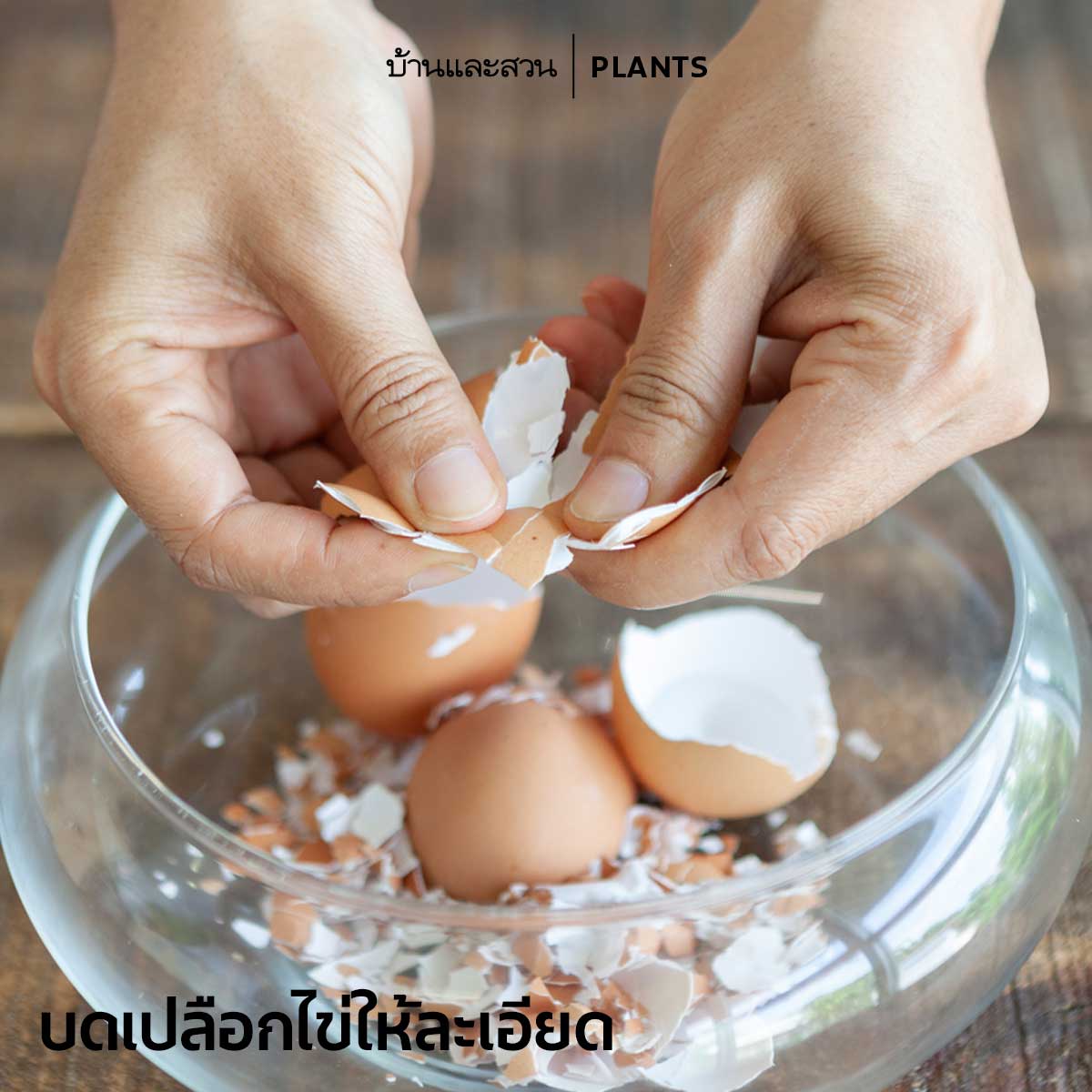 ปุ๋ยน้ำจากเปลือกไข่