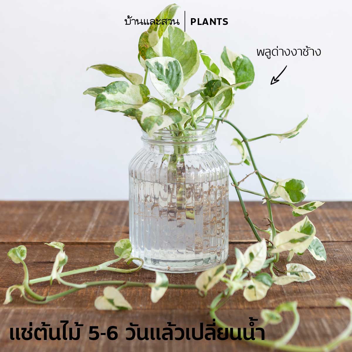 ปุ๋ยน้ำจากเปลือกไข่