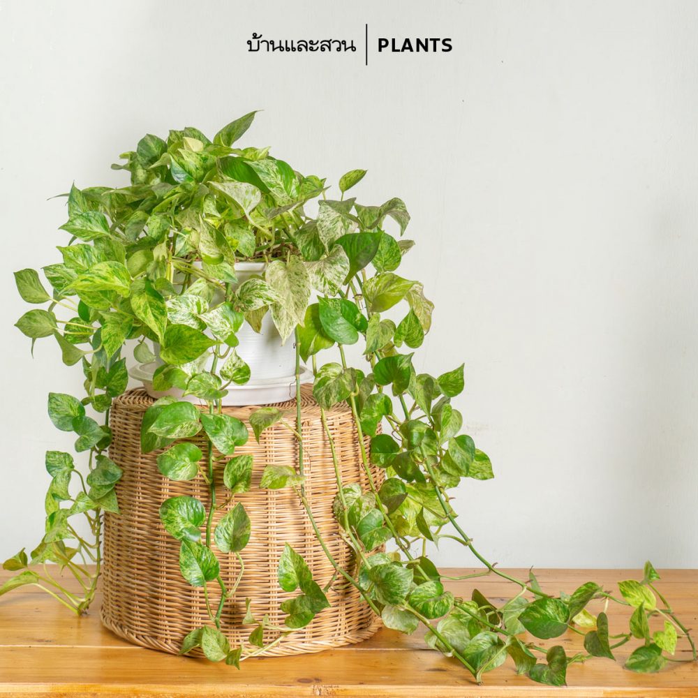 พลูราชินีหินอ่อน พลูด่าง