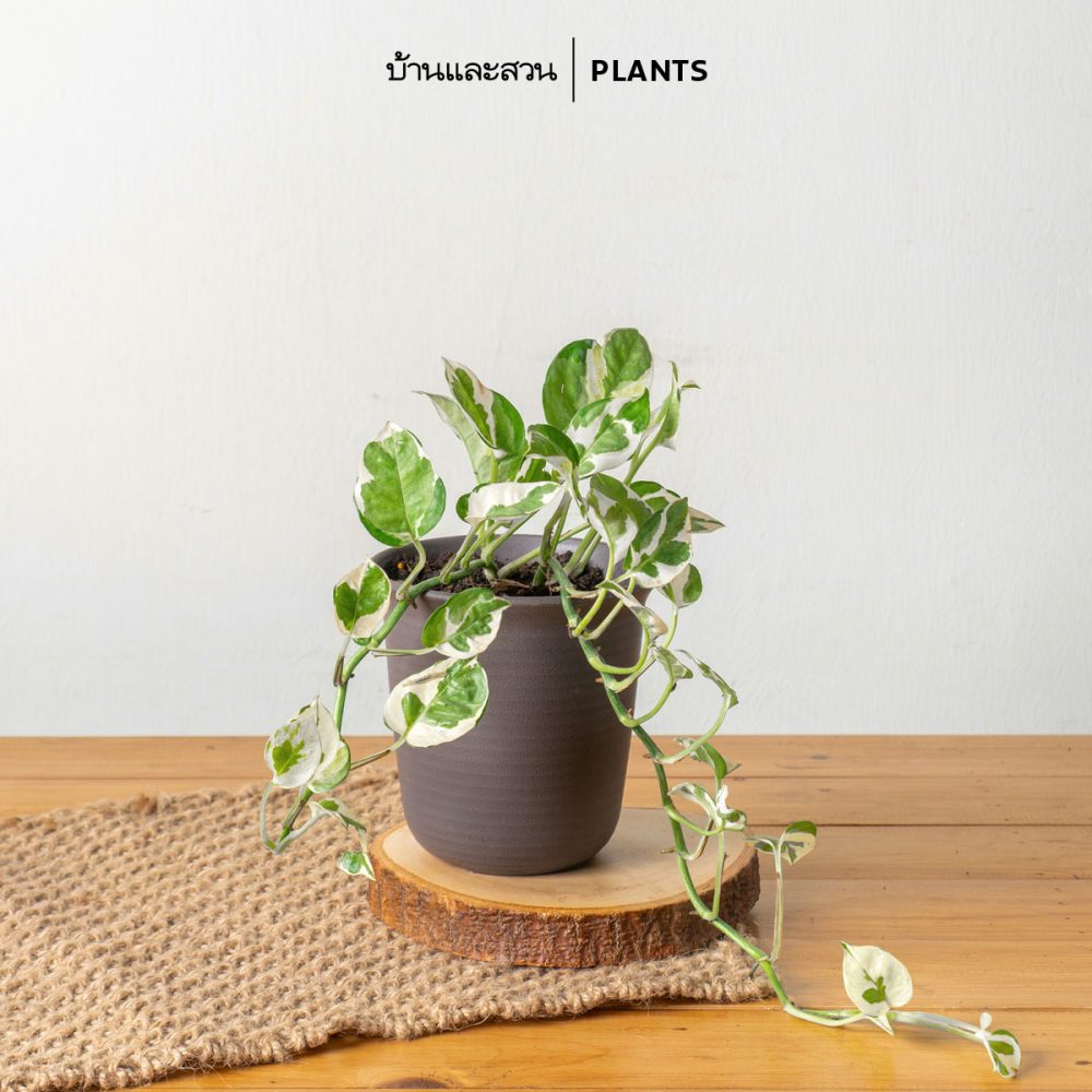 พลูด่าง พลูงาช้าง