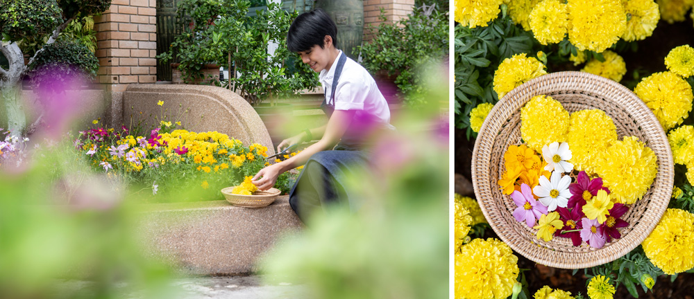 เชฟพลอย เจียไต๋ ซองeasy ปลูกดอกไม้ ปลูกดาวเรือง ซองเมล็ดพันธุ์ เมล็ดพันธุ์เจียไต๋ เฟชพลอยมาสเตอร์เชฟไทยแลนด์ ดอกไม้กินได้