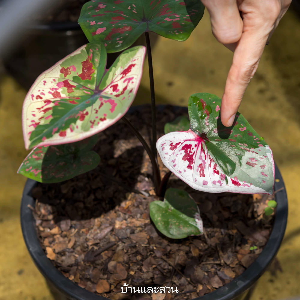 บอนสี บอนสี