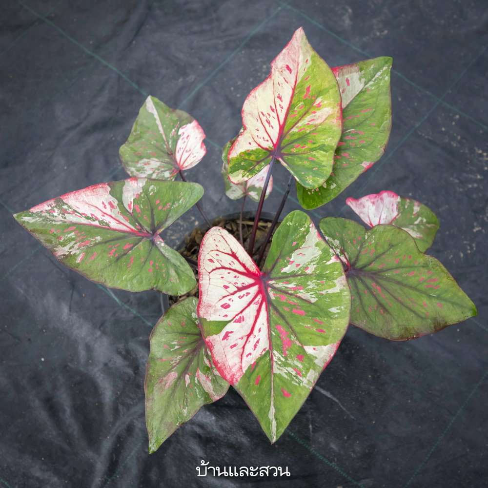 บอนสี บอนสี