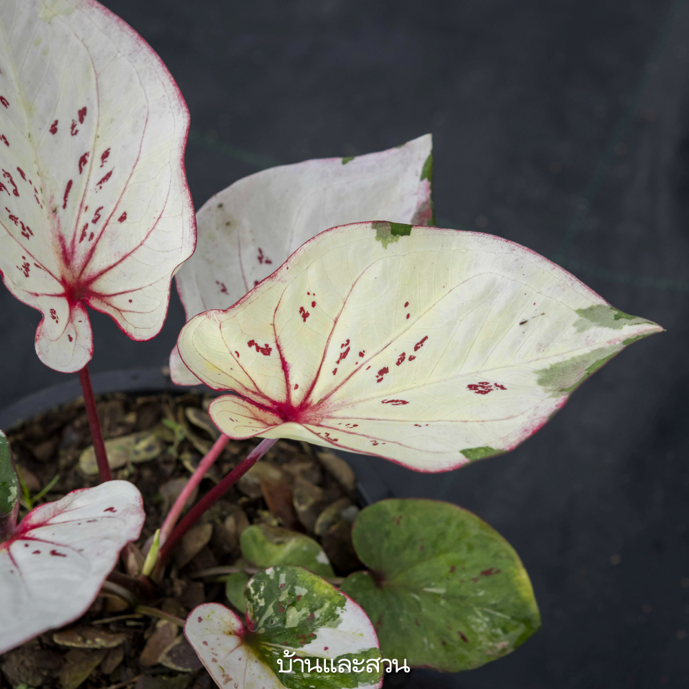 บอนสี บอนสี