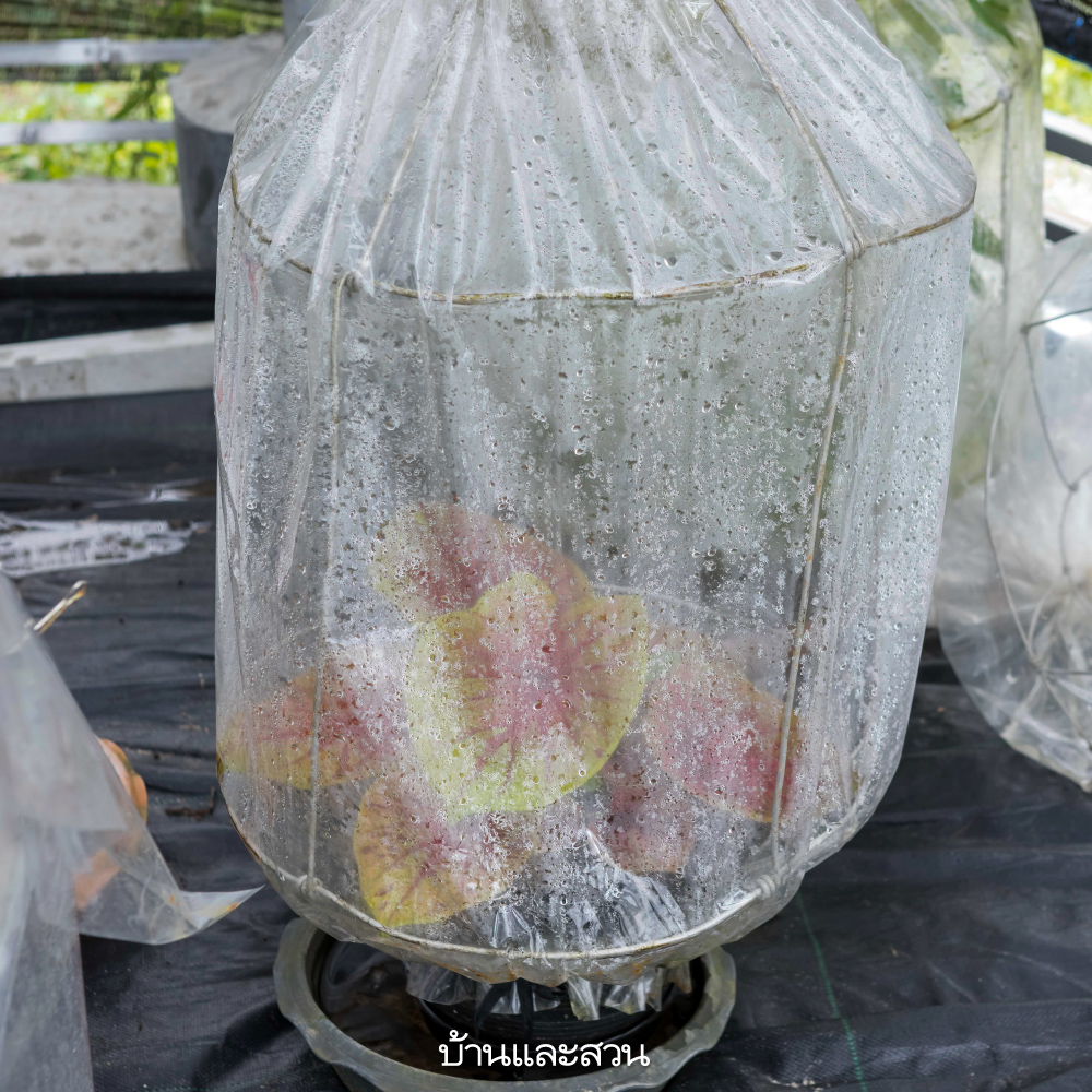 บอนสี บอนสี