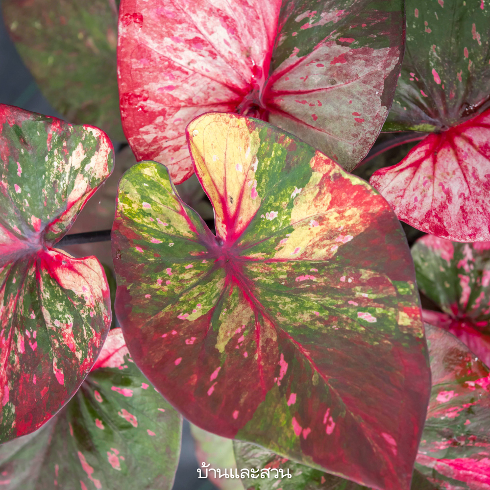 บอนสี บอนสี