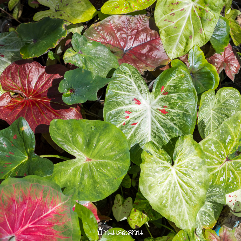 บอนสี บอนสี