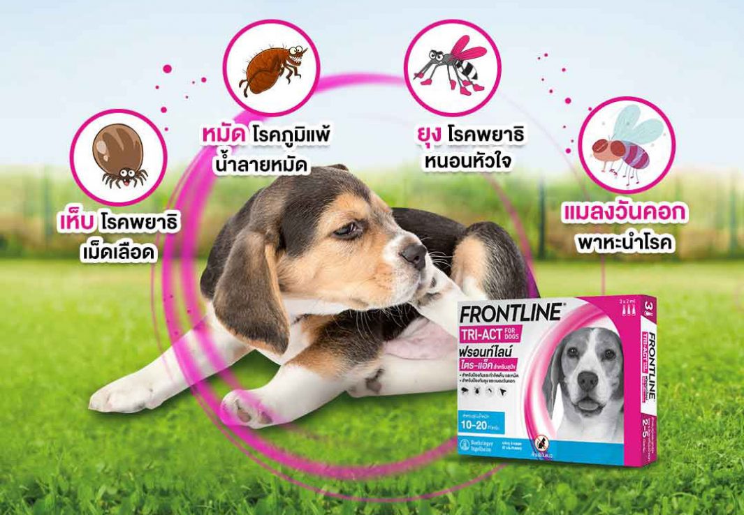 ห่างไกลจากเห็บ หมัด และยุง