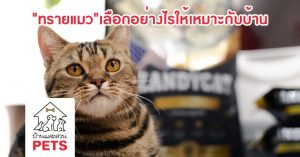 ZANDYCAT ทรายแมว ห้องน้ำแมว เลือกทรายแมว ห้องน้ำแมวอัตโนมัติ เลือกห้องน้ำแมว