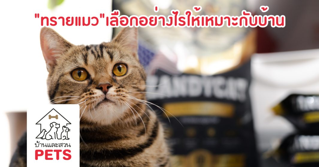 ZANDYCAT ทรายแมว ห้องน้ำแมว เลือกทรายแมว ห้องน้ำแมวอัตโนมัติ เลือกห้องน้ำแมว