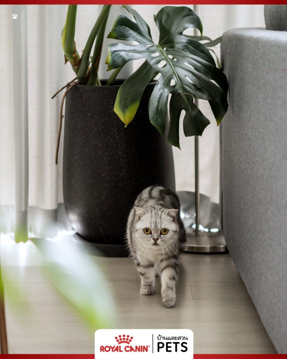 เลี้ยงแมวในบ้าน