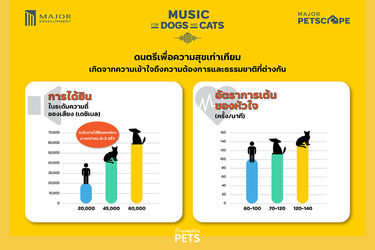 Music for Dogs & Cats