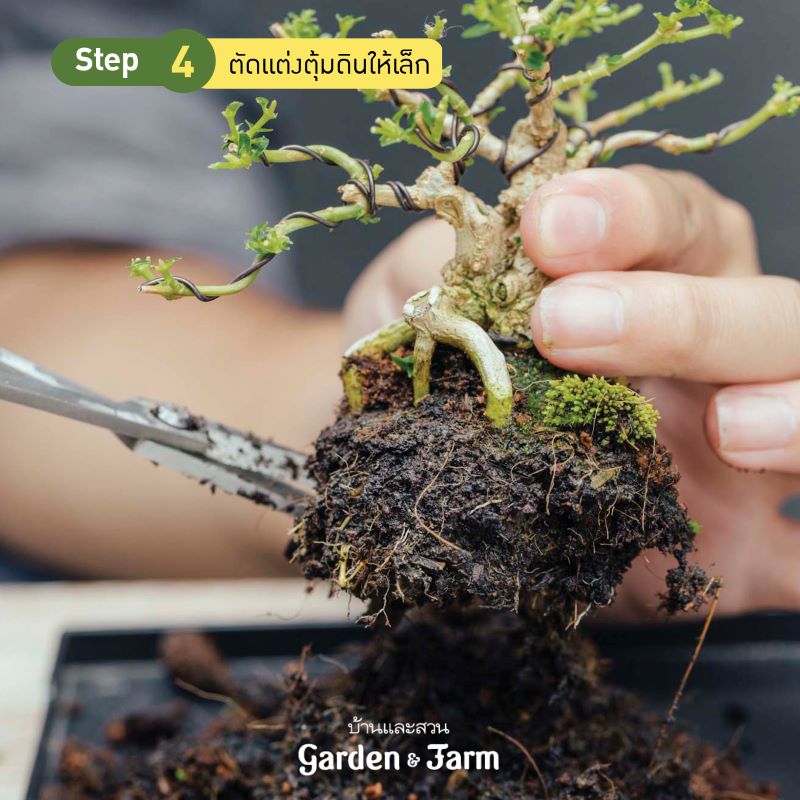 บอนไซเพรมน่า