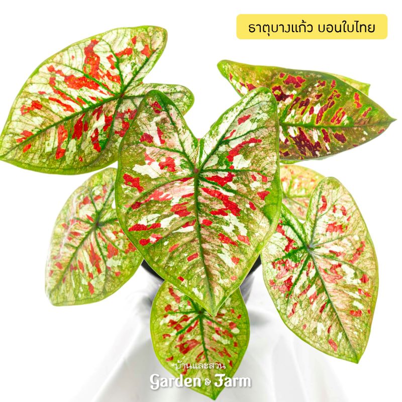 บอนสี ธาตุบางแก้ว