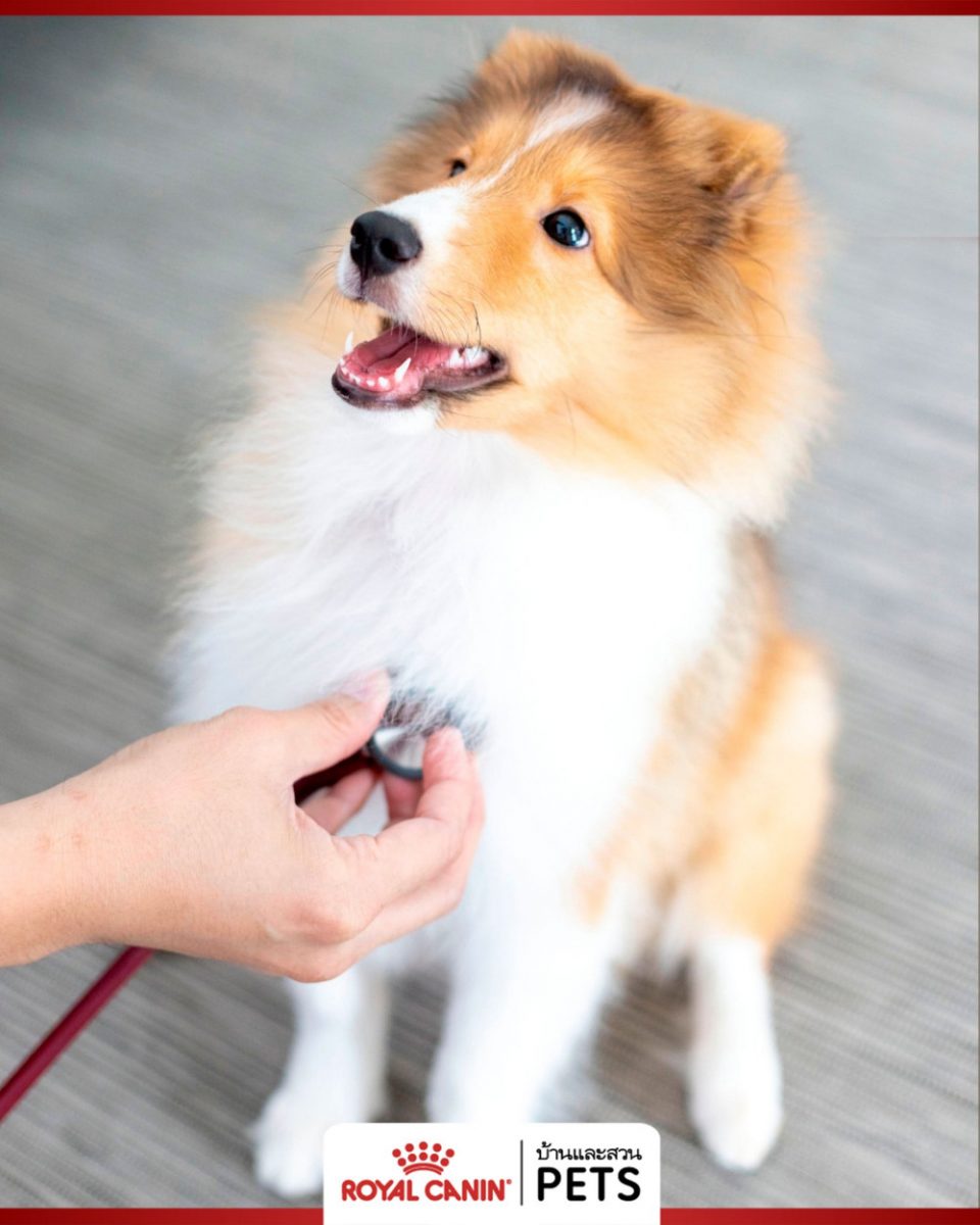 วิธีดูแลสุขภาพสุนัข