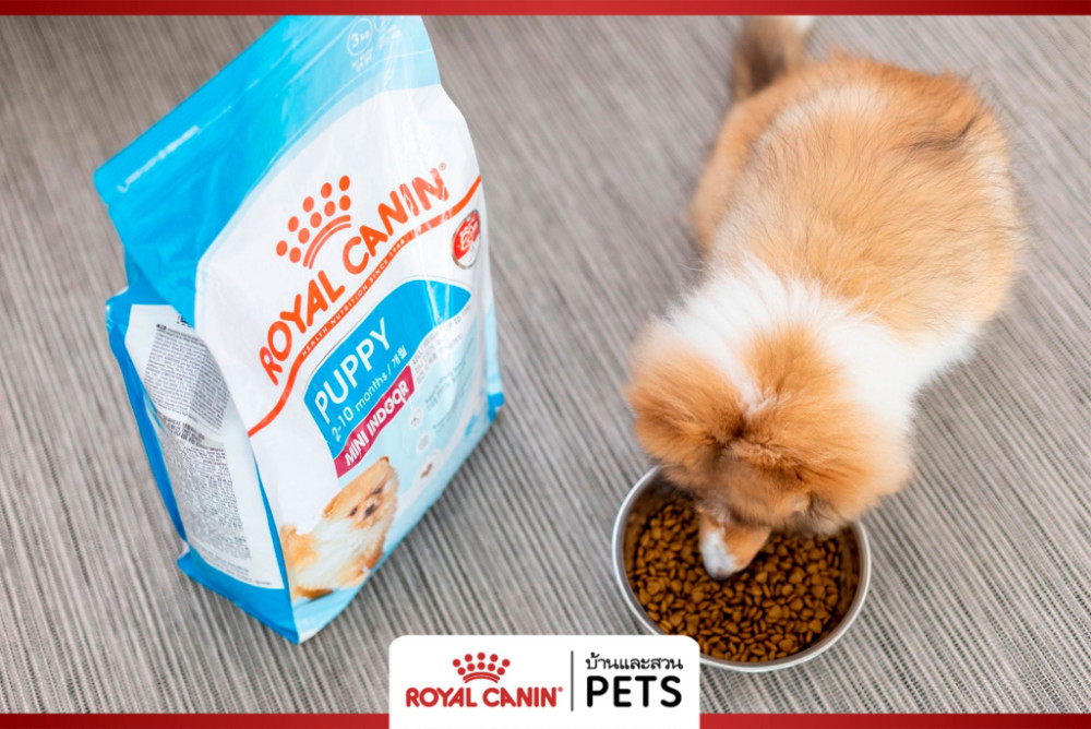 วิธีดูแลสุขภาพสุนัข