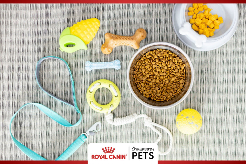 วิธีดูแลสุขภาพสุนัข