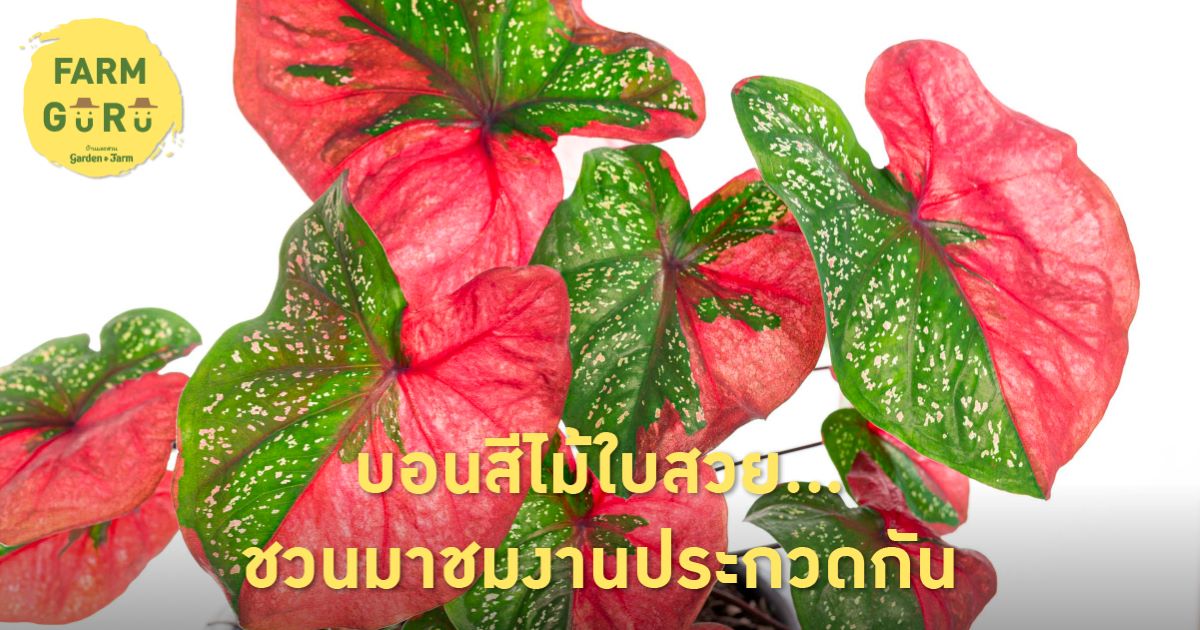 บอนสี