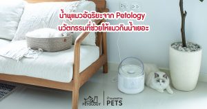 น้ำพุแมว Petology