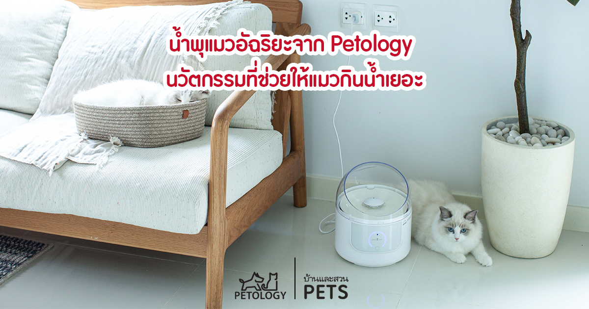 น้ำพุแมว Petology