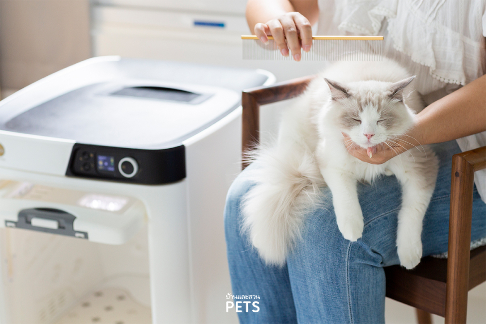 PePe จาก Petology