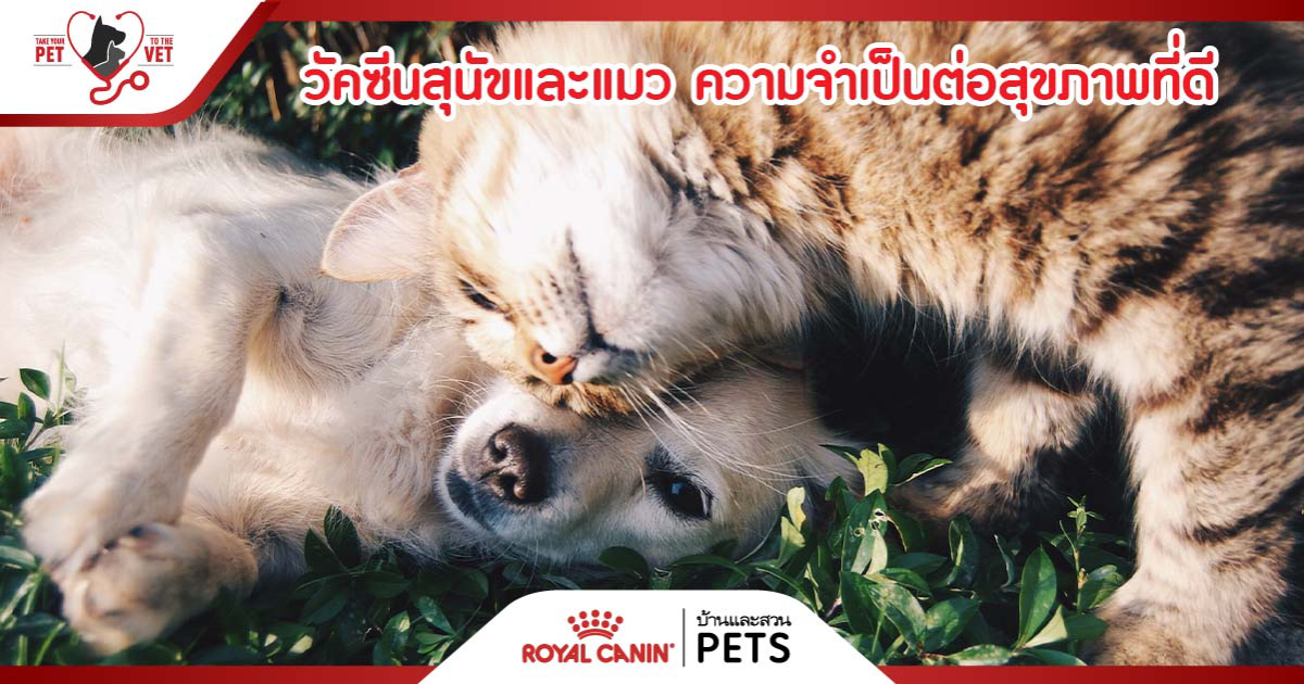 Royal Canin