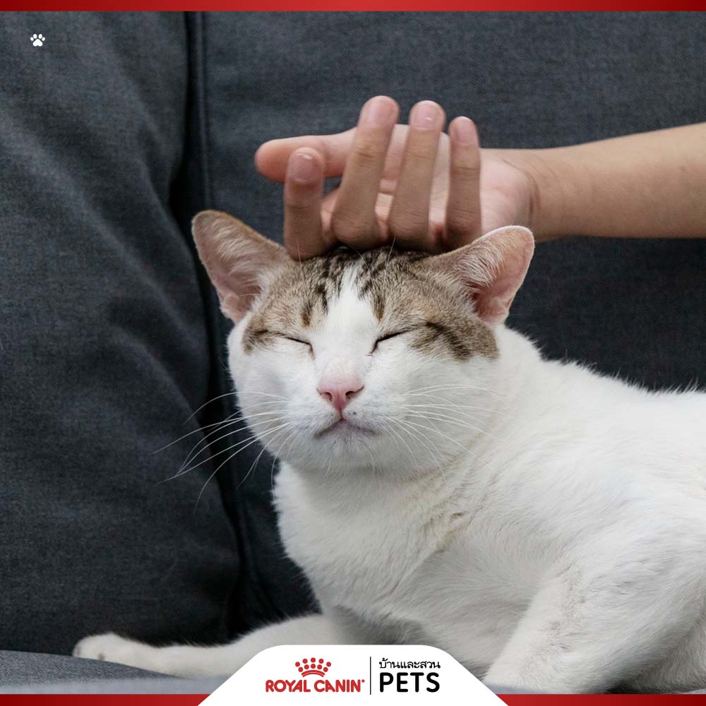 โรคไตในแมว, ไตวายในแมว, ภาวะไตวายเฉียบพลัน, ภาวะไตวายเรื้อรัง, แมวป่วยเป็นโรคไต