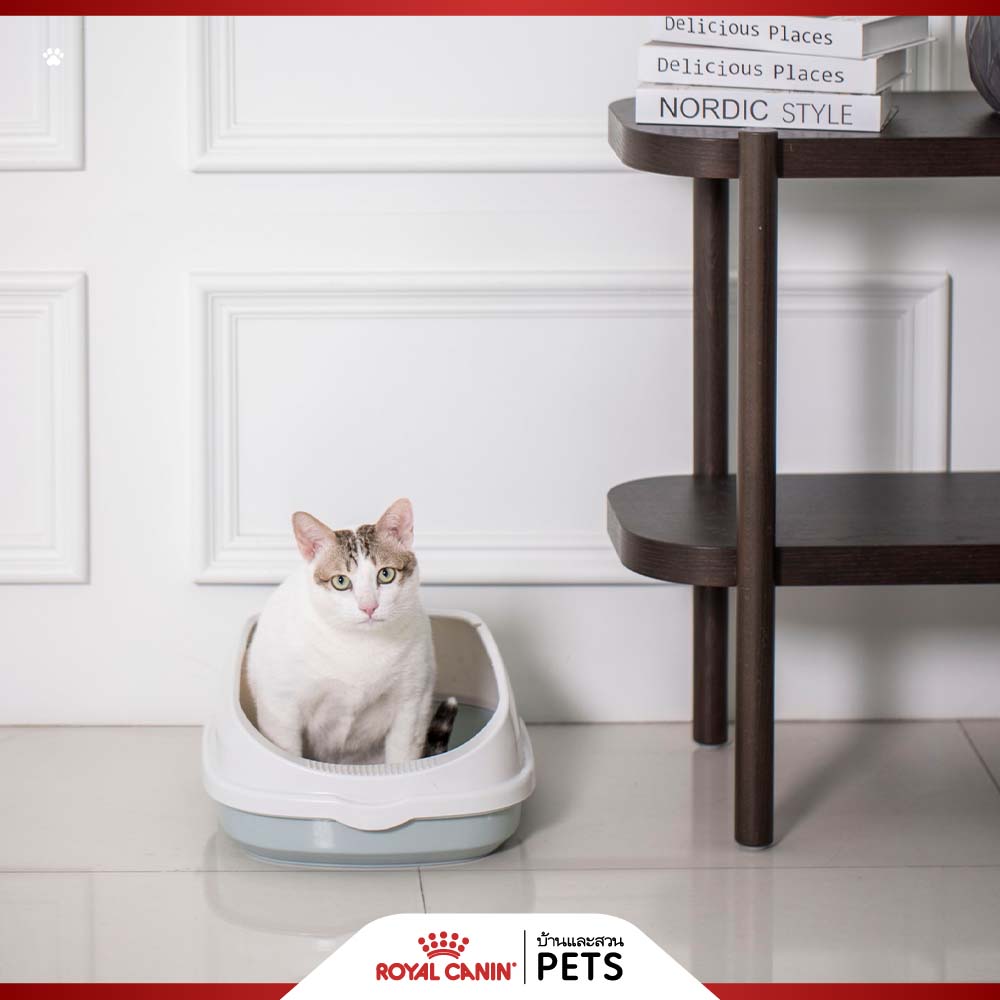 โรคไตในแมว, ไตวายในแมว, ภาวะไตวายเฉียบพลัน, ภาวะไตวายเรื้อรัง, แมวป่วยเป็นโรคไต