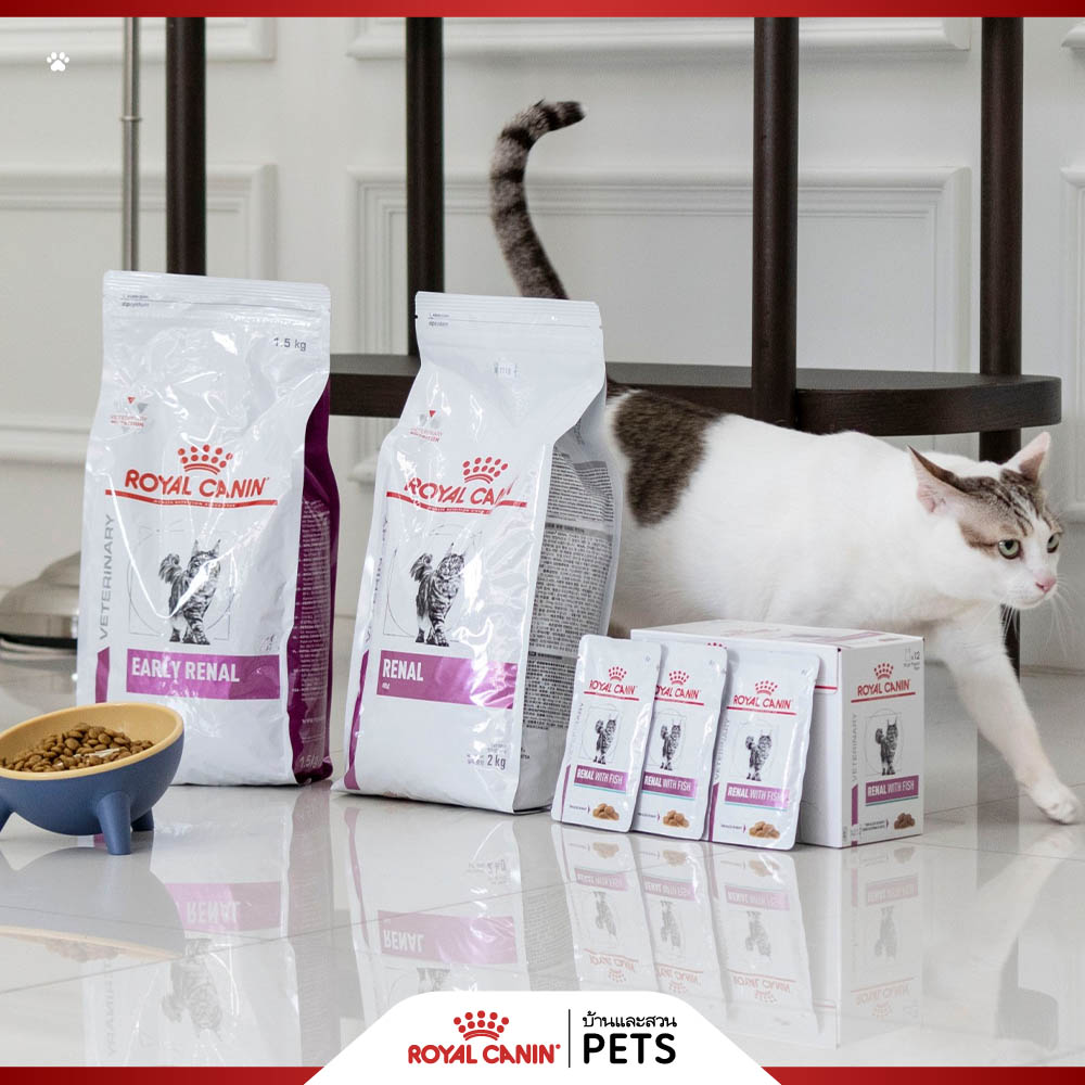 ไตวายในแมว, ภาวะไตวายเฉียบพลัน, ภาวะไตวายเรื้อรัง, แมวป่วยเป็นโรคไต