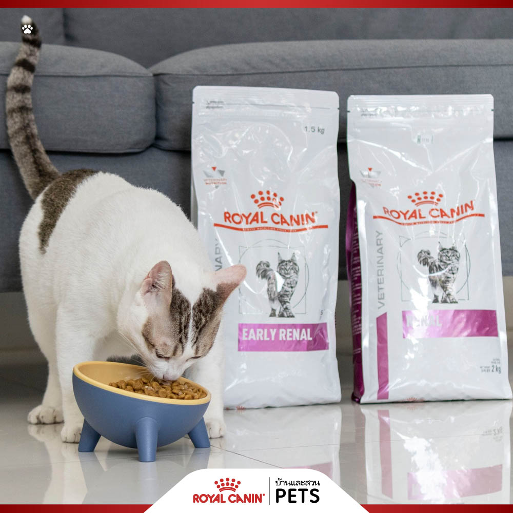 ไตวายในแมว, ภาวะไตวายเฉียบพลัน, ภาวะไตวายเรื้อรัง, แมวป่วยเป็นโรคไต