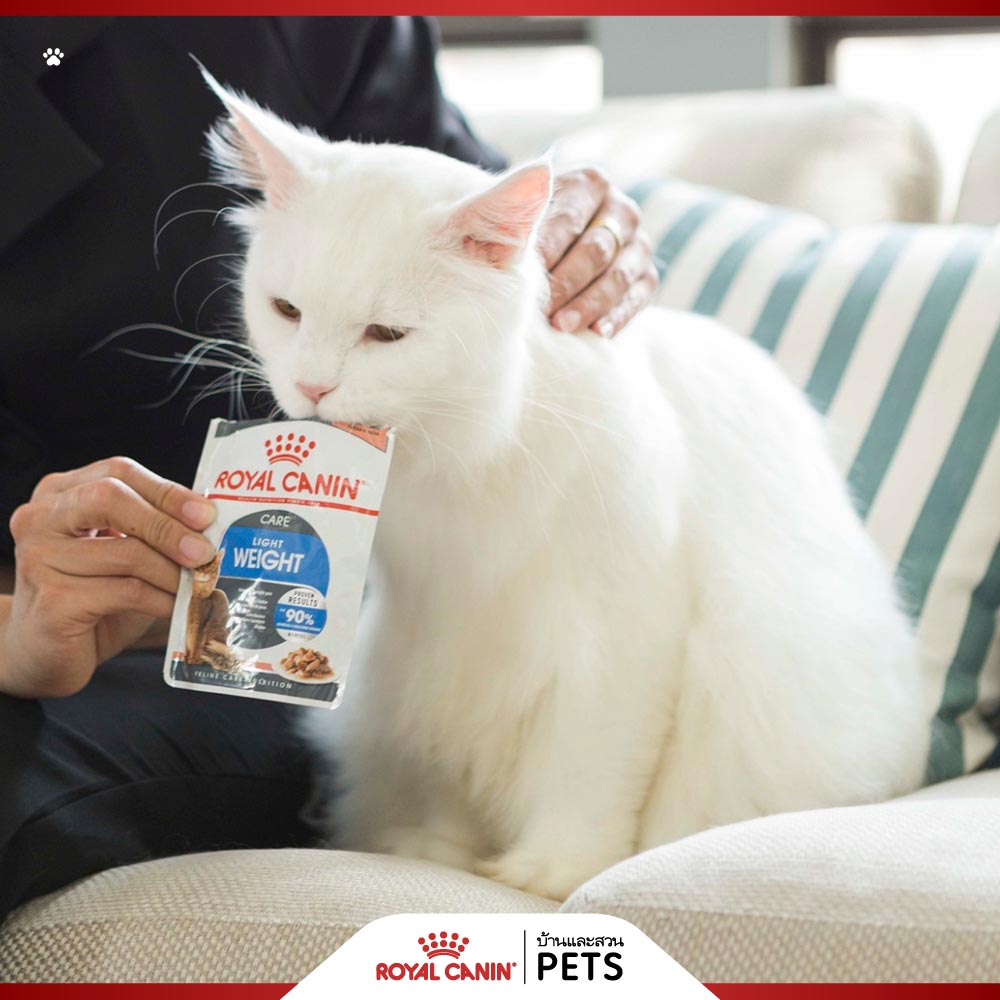 แมวอ้วน, โรคอ้วนในแมว, ทำยังไงให้แมวอ้วน, ทำยังไงให้แมวอ้วน, อยากให้แมวอ้วน, วิธีทำให้แมวอ้วน