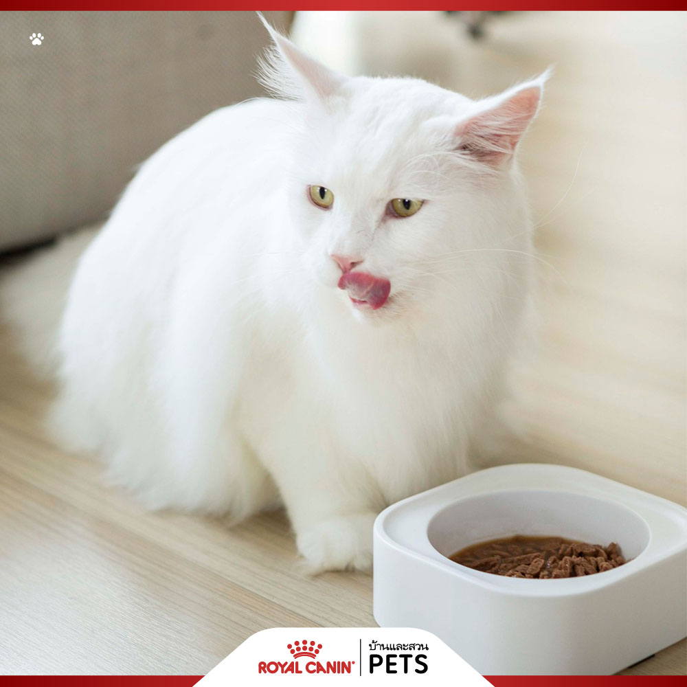 แมวอ้วน, โรคอ้วนในแมว, ทำยังไงให้แมวอ้วน, ทำยังไงให้แมวอ้วน, อยากให้แมวอ้วน, วิธีทำให้แมวอ้วน