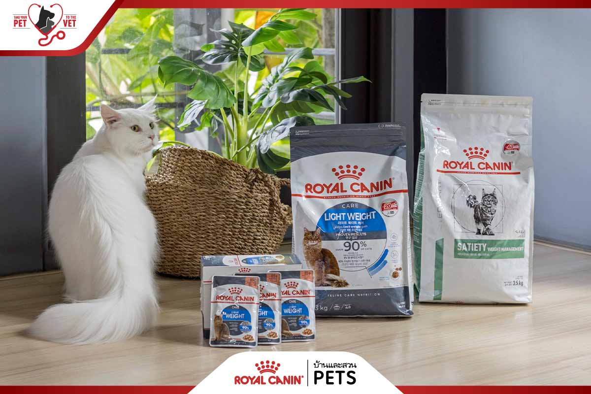 โรคอ้วนในแมว, ทำยังไงให้แมวอ้วน, ทำยังไงให้แมวอ้วน, อยากให้แมวอ้วน, วิธีทำให้แมวอ้วน