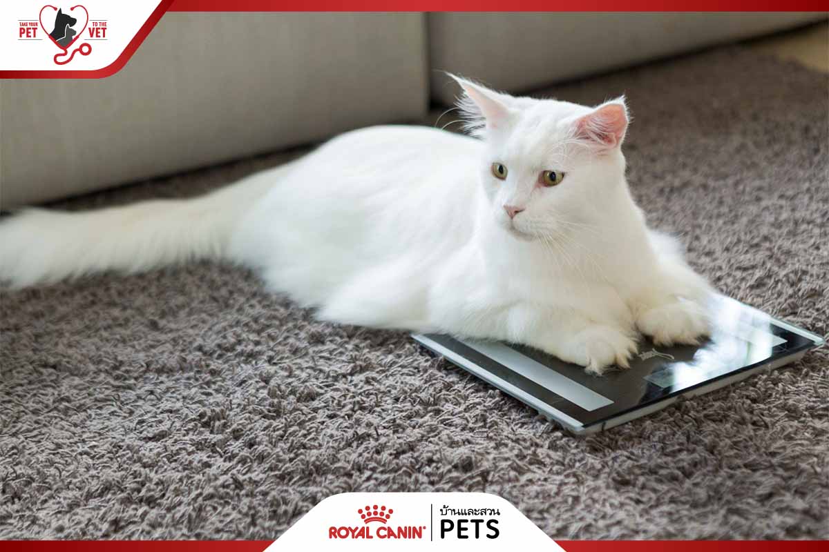 แมวอ้วน, โรคอ้วนในแมว, ทำยังไงให้แมวอ้วน, ทำยังไงให้แมวอ้วน, อยากให้แมวอ้วน, วิธีทำให้แมวอ้วน