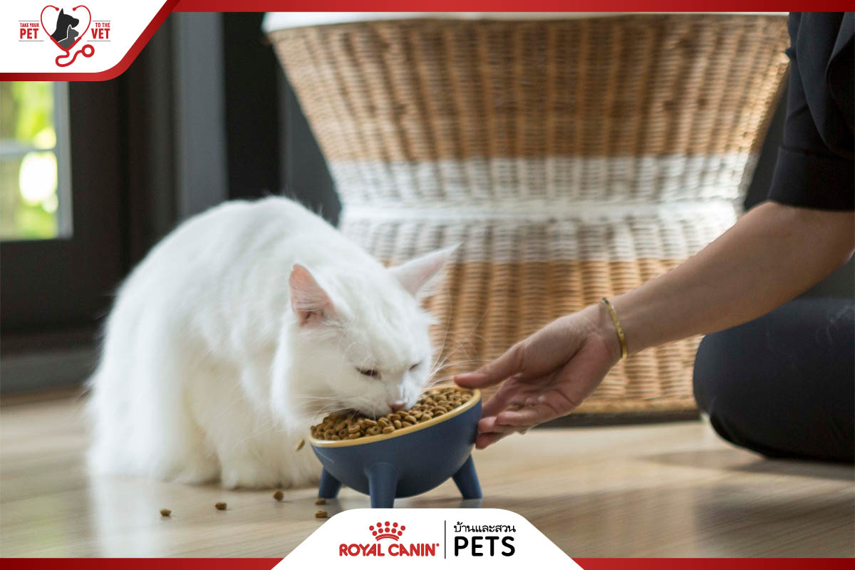 แมวอ้วน, โรคอ้วนในแมว, ทำยังไงให้แมวอ้วน, ทำยังไงให้แมวอ้วน, อยากให้แมวอ้วน, วิธีทำให้แมวอ้วน