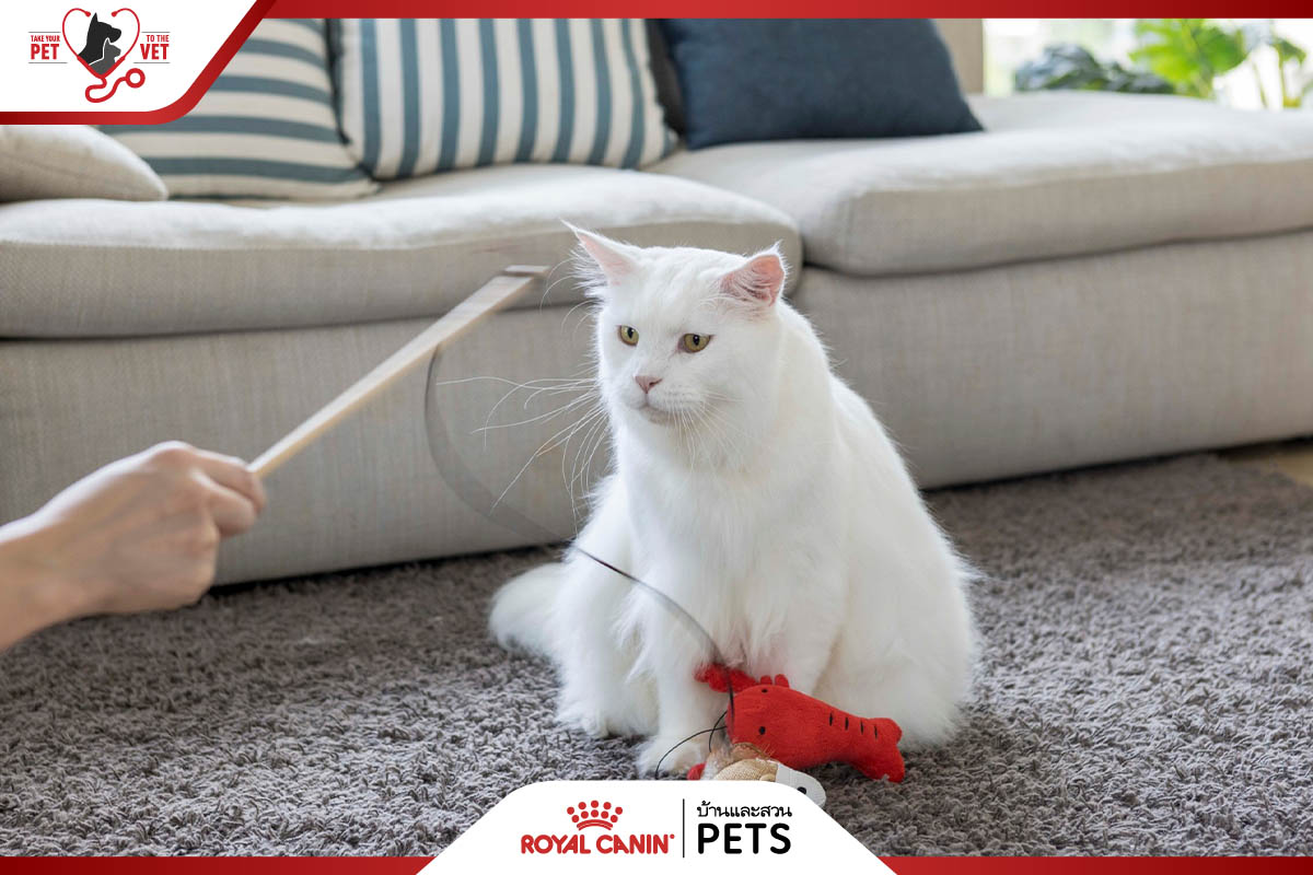 โรคอ้วนในแมว, ทำยังไงให้แมวอ้วน, ทำยังไงให้แมวอ้วน, อยากให้แมวอ้วน, วิธีทำให้แมวอ้วน