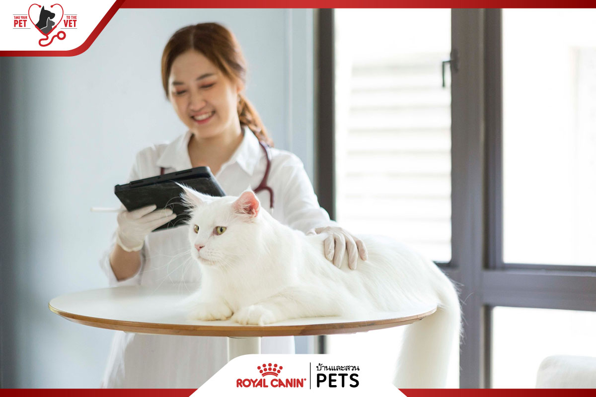 โรคอ้วนในแมว, ทำยังไงให้แมวอ้วน, ทำยังไงให้แมวอ้วน, อยากให้แมวอ้วน, วิธีทำให้แมวอ้วน